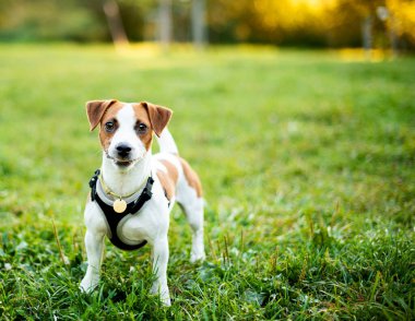 Jack Russell cinsinden bir köpek ağaçların ve yeşil çimenlerin bulanık arka planında duruyor. Güzel bir köpeğin tasması ve tasması vardır. Günbatımının arka planında. Fotoğraf bulanık..