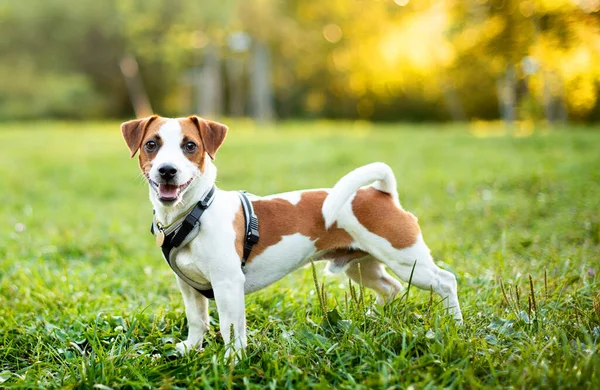 A dog of the Jack Russell breed stands on a blurred background of trees and green grass. A beautiful dog has a leash and a collar. It is on the background of the sunset. The photo is blurred.