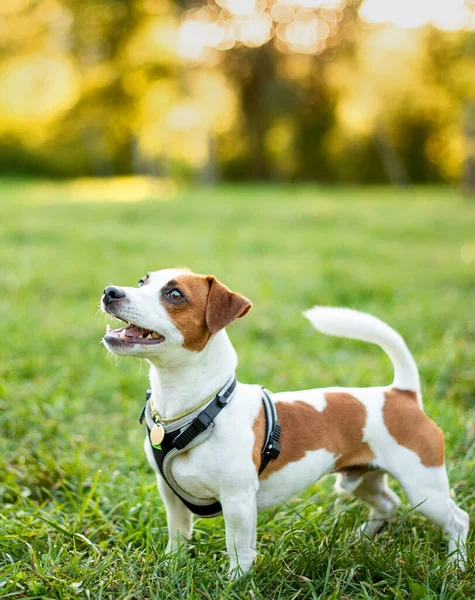 Dog Jack Russell Breed Stands Blurred Background Trees Green Grass — Stock Photo, Image