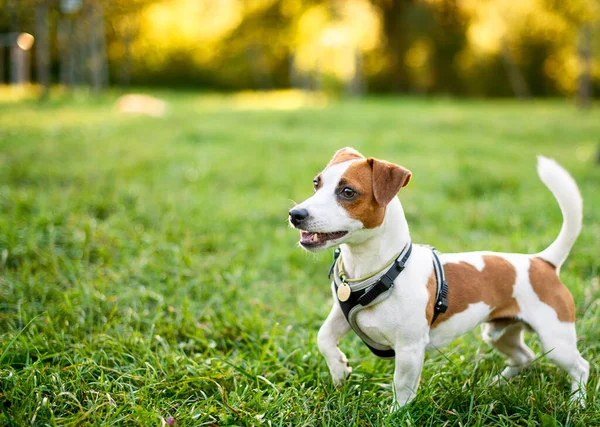 A dog of the Jack Russell breed stands on a blurred background of trees and green grass. A beautiful dog has a leash and a collar. It is on the background of the sunset. The photo is blurred.
