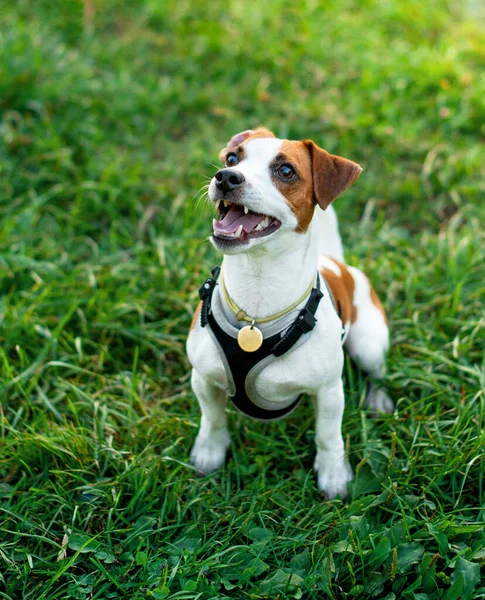 Jack Russell Hund Tittar Upp Suddig Bakgrund Träd Och Grönt — Stockfoto