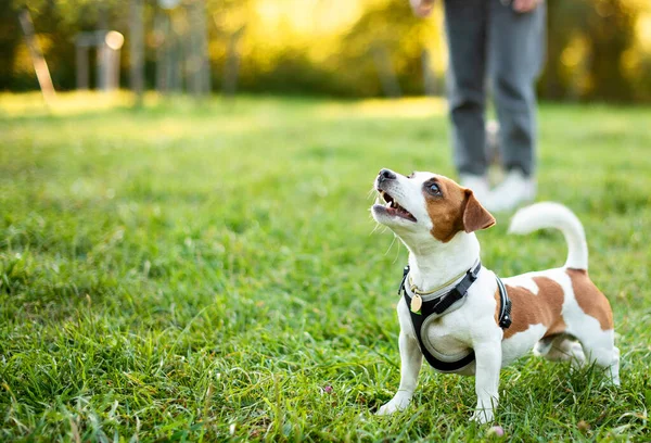 Jack Russell Dog Looks Blurred Background Trees Green Grass Beautiful — Stock Photo, Image