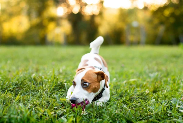 Jack Russell Dog Holds Ball Its Teeth Blurred Background Trees — Stock Photo, Image
