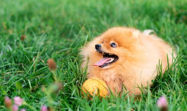 Pomeranian Spitz köpeği yeşil bulanık çimlerin üzerinde yatar. Toplu kırmızı köpek. Onun açık bir ağzı var. Fotoğraf bulanıklaştı. Yüksek kalite fotoğraf