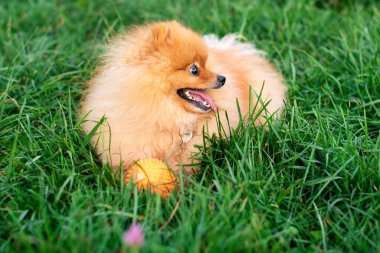 Pomeranian Spitz köpeği yeşil bulanık çimlerin üzerinde yatar. Toplu kırmızı köpek. Onun açık bir ağzı var. Fotoğraf bulanıklaştı. Yüksek kalite fotoğraf