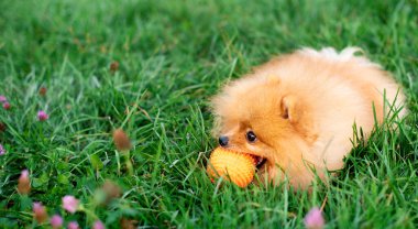Pomeranian Spitz köpeği yeşil bulanık çimlerin üzerinde yatar. Kırmızı bir köpek bir topu dişleriyle tutar. Fotoğraf bulanıklaştı. Yüksek kalite fotoğraf