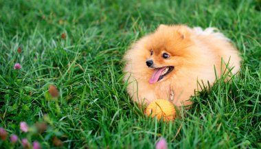 Pomeranian Spitz köpeği yeşil bulanık çimlerin üzerinde yatar. Toplu kırmızı köpek. Onun açık bir ağzı var. Fotoğraf bulanıklaştı. Yüksek kalite fotoğraf