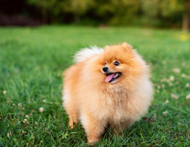Pomeranian Spitz köpeği yeşil bulanık çimlerin üzerinde duruyor. Ağaçların arka planında kırmızı köpek. Fotoğraf bulanıklaştı. Yüksek kalite fotoğraf
