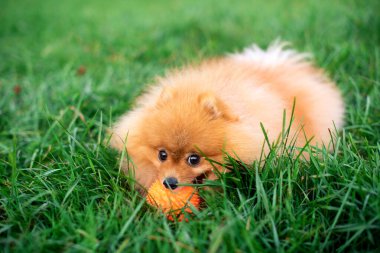 Pomeranian Spitz köpeği yeşil bulanık çimlerin üzerinde yatar. Kırmızı bir köpek bir topu dişleriyle tutar. Fotoğraf bulanıklaştı. Yüksek kalite fotoğraf