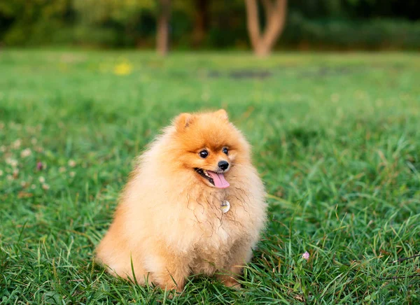 Pomeranian Spitz dog standing on green blurred grass. Red dog on the background of trees. The photo is blurred. High quality photo