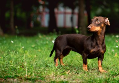 Dachshund altı aya kadar kahverengidir. Köpek bulanık yeşil çimenlerin ve ağaçların arka planında duruyor. Köpek başka tarafa bakıyor. Fotoğraf bulanıklaştı. Yüksek kalite fotoğraf
