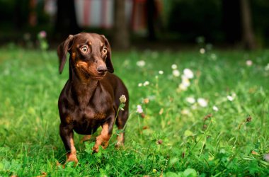 Dachshund kahverengi. Bir köpek bulanık yeşil çimlerin ve ağaçların arka planında koşar. Köpek başka tarafa bakıyor. Fotoğraf bulanıklaştı. Yüksek kalite fotoğraf