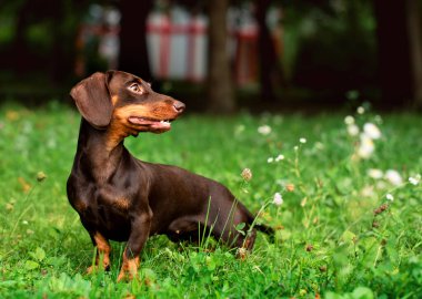 Dachshund altı aya kadar kahverengidir. Köpek bulanık yeşil çimenlerin ve ağaçların arka planında oturur. Köpek başka tarafa bakıyor. Fotoğraf bulanıklaştı. Yüksek kalite fotoğraf