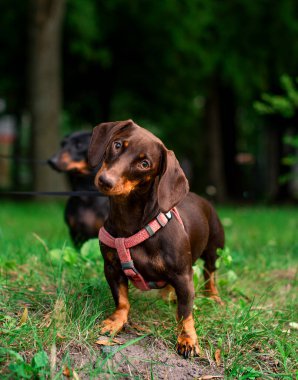 Dachshund altı aya kadar kahverengidir. Köpek bulanık yeşil çimen ağaçları ve başka bir dachshund 'un arka planında duruyor. Köpek doğrudan ilgileniyor gibi görünüyor. Fotoğraf bulanık..