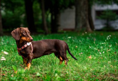 Dachshund altı aylığına kahverengi renktedir. Köpek bulanık yeşil çimenlerin ve ağaçların arka planında duruyor. Köpeğin boynunda bir tasma ve tasma var. Fotoğraf bulanıklaştı. Yüksek kalite fotoğraf