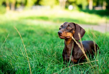 Dachshund altı aylığına kahverengi renktedir. Köpek bulanık yeşil çimenlerin ve ağaçların arka planında duruyor. Başka tarafa bakıyor. Fotoğraf bulanıklaştı. Yüksek kalite fotoğraf