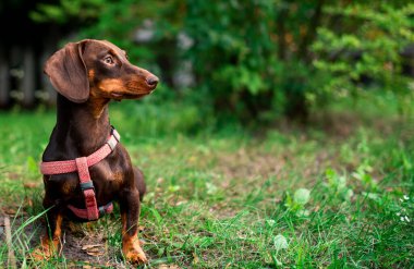 Dachshund altı aylığına kahverengi renktedir. Köpek bulanık yeşil çimenlerin ve ağaçların arka planında oturur. Köpeğin boynunda bir tasma ve tasma var. Fotoğraf bulanıklaştı. Yüksek kalite fotoğraf