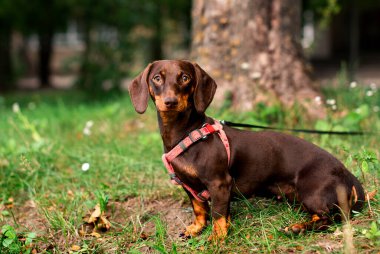 Dachshund altı aylığına kahverengi renktedir. Köpek bulanık yeşil çimenlerin ve ağaçların arka planında oturur. Köpeğin boynunda bir tasma ve tasma var. Fotoğraf bulanıklaştı. Yüksek kalite fotoğraf