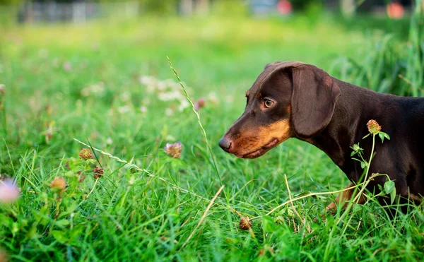 Teckel Est Brun Son Demi Chien Dresse Sur Fond Herbe — Photo