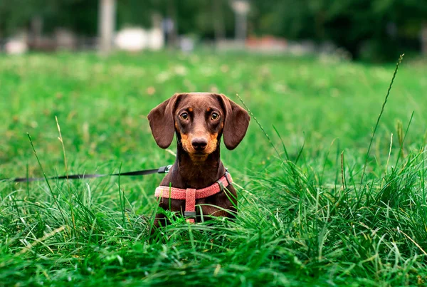 Dachshund Altı Aylığına Kahverengi Renktedir Köpek Bulanık Yeşil Çimenlerin Ağaçların — Stok fotoğraf