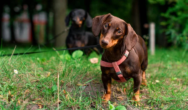 Dachshund altı aya kadar kahverengidir. Köpek bulanık yeşil çimen ağaçları ve başka bir dachshund 'un arka planında duruyor. Köpek doğrudan ilgileniyor gibi görünüyor. Fotoğraf bulanık..