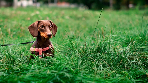 Teckel Est Brun Son Demi Chien Est Assis Sur Fond — Photo