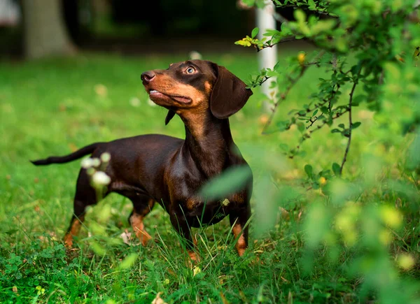 Perro Salchicha Chica Morena Tiene Seis Meses Perro Está Parado — Foto de Stock