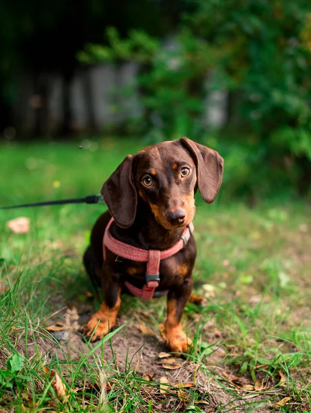 Dachshund Brown Her Half Year Dog Sits Background Blurred Green — Stock Photo, Image