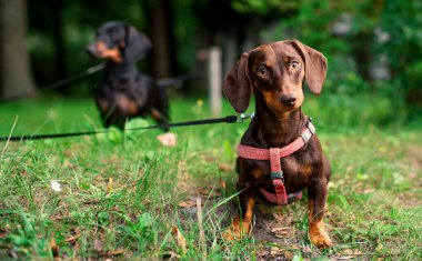 Dachshund altı aya kadar kahverengidir. Köpek bulanık yeşil çimen ağaçları ve başka bir dachshund 'un arka planında duruyor. Köpek doğrudan ilgileniyor gibi görünüyor. Fotoğraf bulanık..