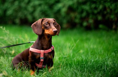 Dachshund altı aylığına kahverengi renktedir. Köpek bulanık yeşil çimenlerin ve ağaçların arka planında oturur. Köpeğin boynunda bir tasma ve tasma var. Fotoğraf bulanıklaştı. Yüksek kalite fotoğraf