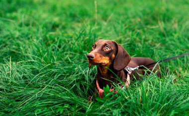 Kahverengi dachshund bir yaşında. Köpek bulanık yeşil çimlerin arka planında yatıyor. Köpeğin boynunda bir tasma ve tasma var. Fotoğraf bulanıklaştı. Yüksek kalite fotoğraf