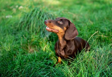 Dachshund altı aylığına kahverengi renktedir. Köpek bulanık yeşil çimenlerin ve ağaçların arka planında duruyor. Başka tarafa bakıyor. Fotoğraf bulanıklaştı. Yüksek kalite fotoğraf