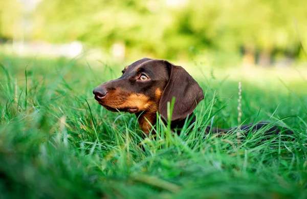 Den Bruna Taxen Ett Gammal Hunden Ligger Bakgrunden Suddigt Grönt — Stockfoto