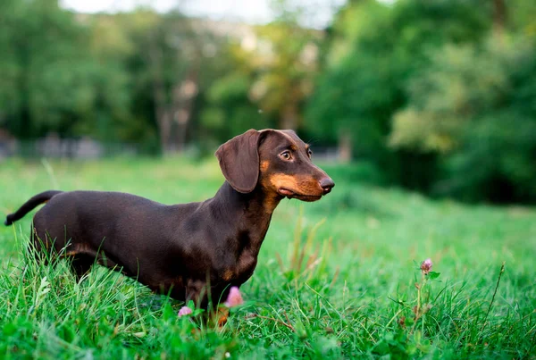 这只腊肠对她的半年来说是棕色的 这只狗站在绿草和树木模糊的背景上 她把目光移开了这张照片模糊不清 高质量的照片 — 图库照片