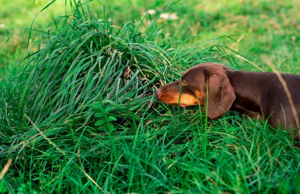 Dachshund Brown Six Months Dog Sits Background Blurred Green Grass — Stock Photo, Image