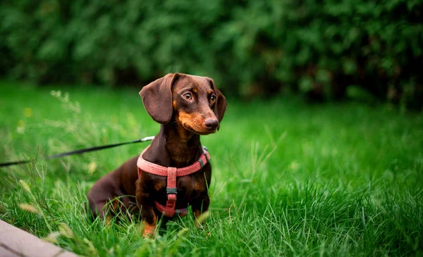 Perro Salchicha Color Marrón Medio Año Perro Sienta Sobre Fondo — Foto de Stock