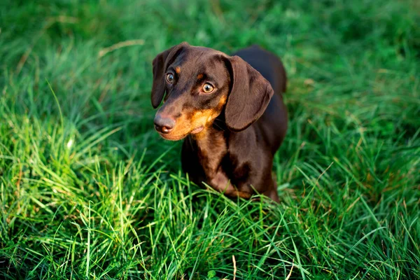 Teckel Est Brun Son Demi Chien Dresse Sur Fond Herbe — Photo