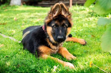 Alman çoban köpeğinin köpeği, ağaçların bulanık arka planındaki yeşil çimlerin üzerinde yatar. Yavru köpek üç aylık. Köpeğin boynunda bir tasma var. Fotoğraf bulanıklaştı. Yüksek kalite fotoğraf