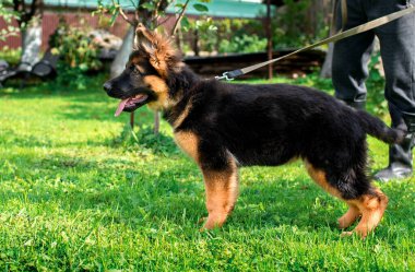 Bahçenin bulanık arka planında yeşil çimlerin üzerinde duran Alman çoban köpeği. Yavrular üç aylık. Köpeğin tasması var. Fotoğraf bulanıklaştı. Yüksek kalite fotoğraf