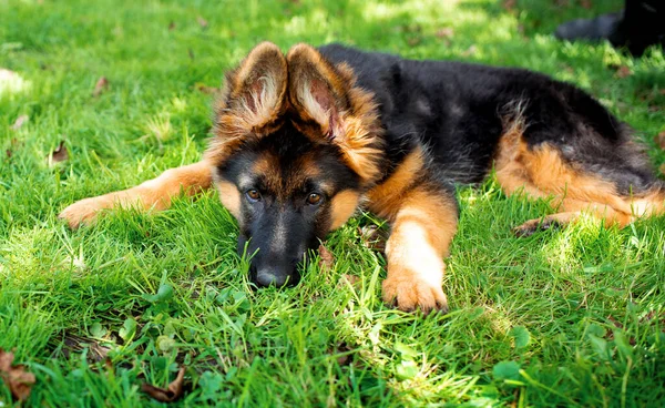 庭のぼやけた背景に緑の草の上に横たわるドイツの羊飼いの犬 子犬は3ヶ月です 犬は頭を芝生の上に置いた 写真がぼやけている 高品質の写真 — ストック写真