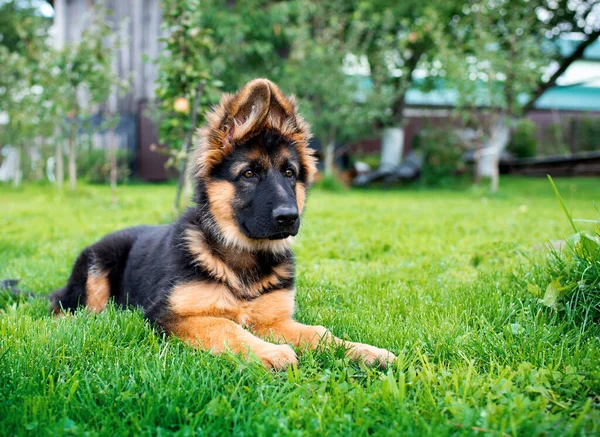 Σκύλος Της Φυλής Γερμανικός Ποιμενικός Βρίσκεται Στο Πράσινο Γρασίδι Ένα — Φωτογραφία Αρχείου
