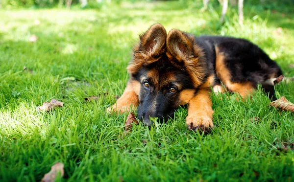 Γερμανικό Τσοπανόσκυλο Ξαπλωμένο Στο Πράσινο Γρασίδι Ένα Θολό Φόντο Της — Φωτογραφία Αρχείου