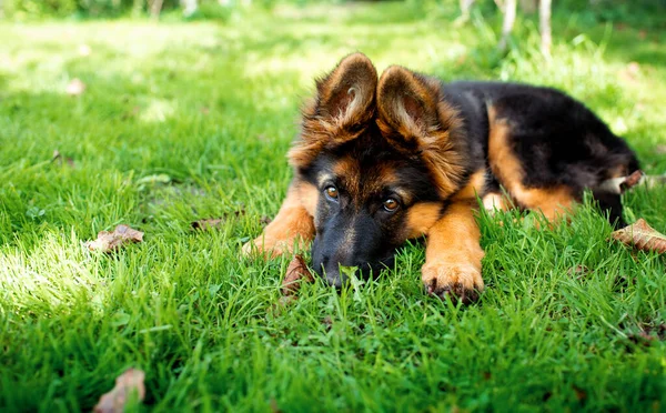 Chien Berger Allemand Couché Sur Herbe Verte Sur Fond Flou — Photo