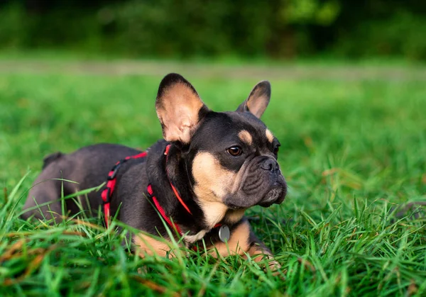 法国斗牛犬品种的狗躺在绿草上 背靠模糊的树木 这只狗脖子上系着一条红领子 他把目光移开了这张照片模糊不清 — 图库照片