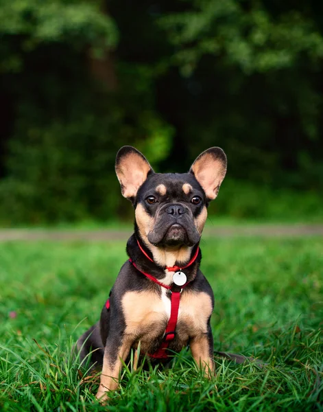 Dog French Bulldog Breed Sits Green Grass Background Blurred Trees Stock Photo