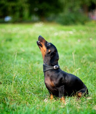 Kara cüce dachshund köpeği havlar. Bulanık yeşil çimen ve ağaçlardan oluşan bir arka planda başı yukarıda oturan bir köpek. Fotoğraf bulanıklaştı. Yüksek kalite fotoğraf