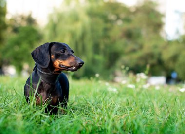 Bir kara cüce dachshund köpeği bulanık yeşil çimen ve ağaçların arka planında duruyor. Güzel bir köpeğin boynunda bir tasma vardır. Başka tarafa bakıyor. Fotoğraf bulanıklaştı. Yüksek kalite fotoğraf