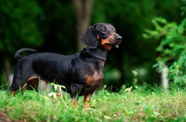 Bir kara cüce dachshund köpeği bulanık yeşil çimen ve ağaçların arka planında duruyor. Güzel bir köpeğin boynunda bir tasma vardır. Başka tarafa bakıyor. Fotoğraf bulanıklaştı. Yüksek kalite fotoğraf