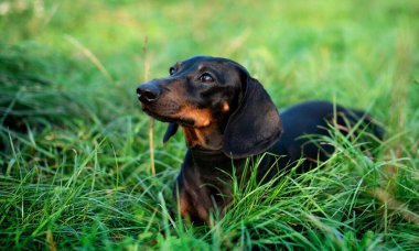 Siyah cüce bir dachshund köpeği başka yere bakar. Bulanık yeşil çimenlerin arka planına karşı başını kaldırmış bir köpek. Fotoğraf bulanıklaştı. Yüksek kalite fotoğraf