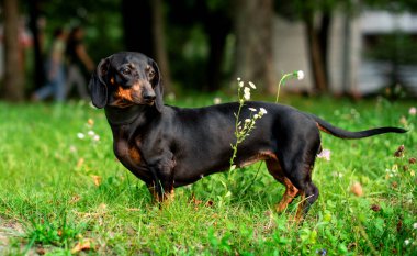 Bir kara cüce dachshund köpeği bulanık yeşil çimen ve ağaçların arka planında duruyor. Güzel bir köpeğin boynunda bir tasma vardır. Başka tarafa bakıyor. Fotoğraf bulanıklaştı. Yüksek kalite fotoğraf